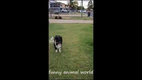 Funny cat videos of year 2024