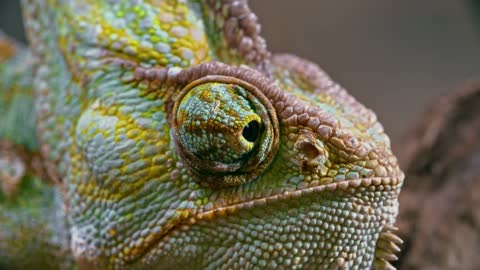 Chameleon Colorful Animal