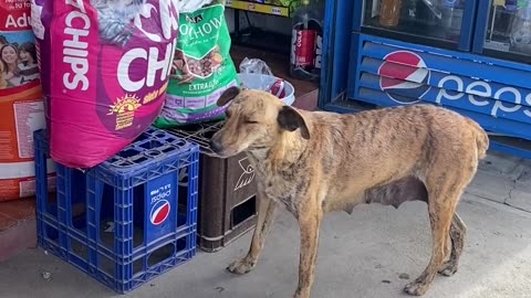 Stray Dog Sneaks a Snack