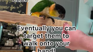 First thing to teach your bird: target training