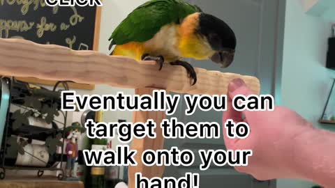 First thing to teach your bird: target training