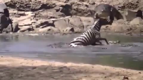 A zebra is trapped in a puddle