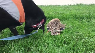 Sweet Old Service Dog Tries to Give Deceased Mallard Duck a Respectful Burial