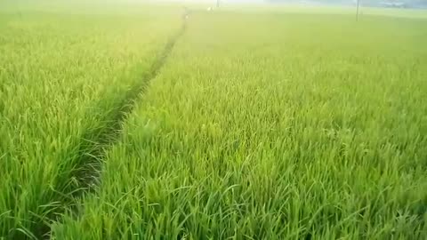 Beautiful Paddy field. Green world