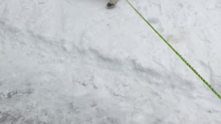 Lazy Dog Enjoys Being Dragged Along In The Snow
