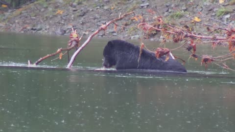 Black Bear looking for salmon