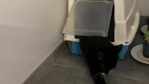 Cat Misunderstands Litterbox