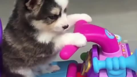 Cute puppy Videos Compilation cutest moment of the puppy