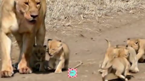 Cute lioness and its cups | Cute lion video 2023