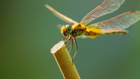 WOW Dragonfly