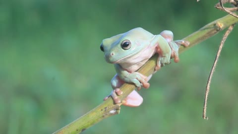 green tree frog on twigs random video on internet