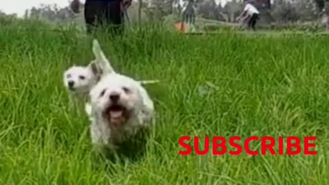 Dogs Expectation Vs Really😒 funny and Cute dog video #shorts #pets #animals