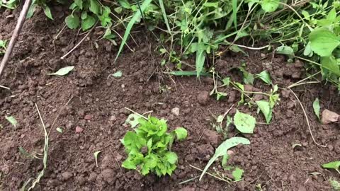 An Experiment in Scrap Gardening - Part 1