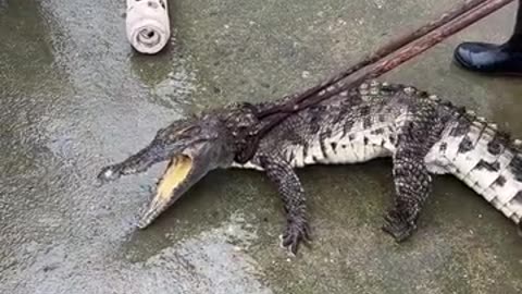 sick crocodile