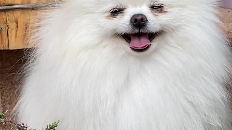 BEAUTIFUL WHITE DOG