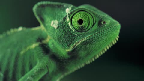 Green vailed chameleon seen from one side