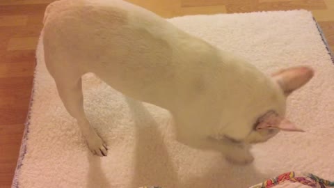 French Bulldog meticulously breaks in new bed