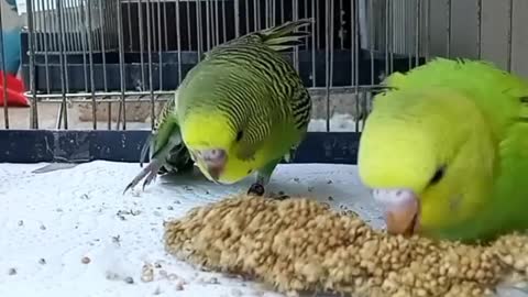 A pair of lovebirds eat a delicious and wonderful way inside the cage