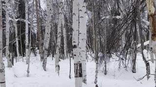 Birch Forest Trekking Tour in Fairbanks, Alaska in March 2024