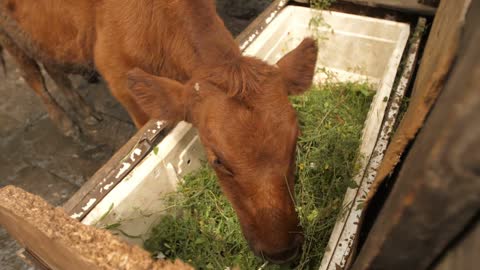 the calf eats at farm