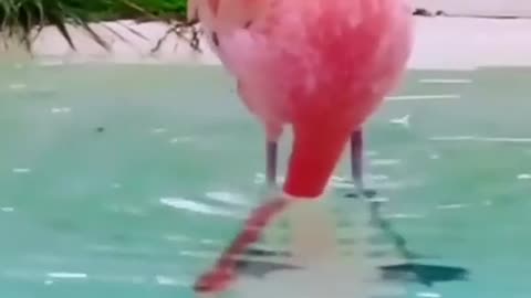 Beautiful Bird Dance View Video