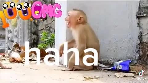 Funny monkey 🐒🐒🐒