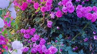 Beautiful pink rose garden