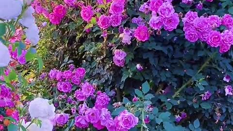 Beautiful pink rose garden