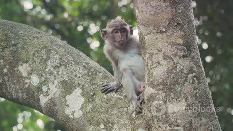 Monkey Business: Adventures with Jungle Primates