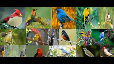 listen to various bird songs with sound quality