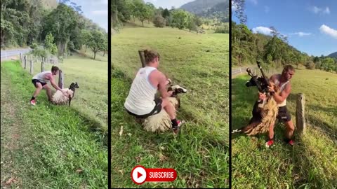 Stranger saves Sheep stuck in Barbed Wire Fence - Rare Act of Kindness