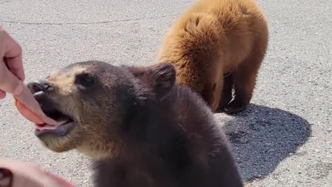 Feeding a Mama Black Bears and Cubs Lunch Meat