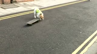 Funny Skating Dog