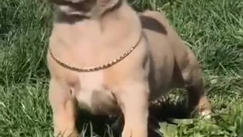 cute pitbull ❤️ #Dog #pitbull #lover #shorts #americanbully #americanpitbull #bullydog