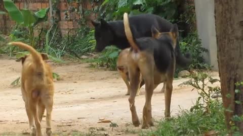 Dogs Free Group Meeting in Summer Season || Lovely Pets