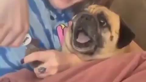 Pug acts dramatic cutting its nails 🤣😂