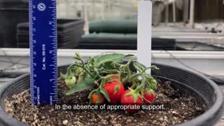 mistake to avoid when growing Tomato's