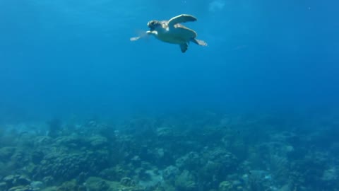 Turtle Eating Moon Jellyfish