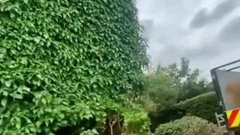 Removing Boston Ivy Wall #satisfying #short