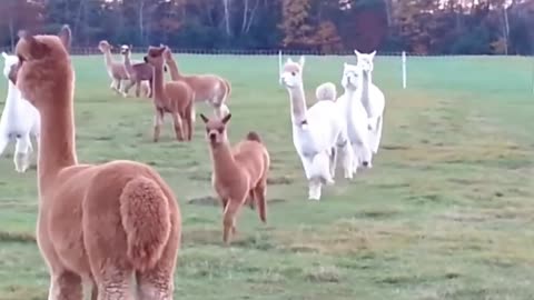 Baby Alpacas | cute and naughty animals Alpacas | Tkd Vell