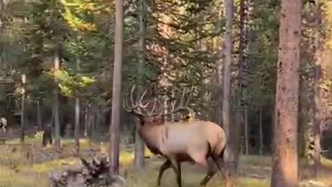 Elk makes an incredible sound that sounds like a sea creature