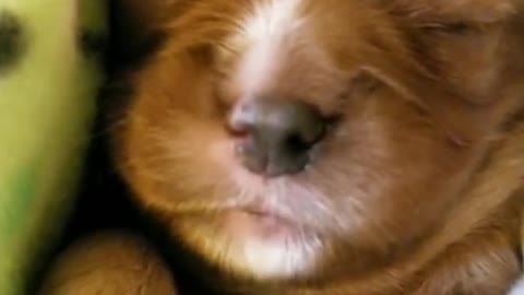 Puppy dreaming tenderly and deeply