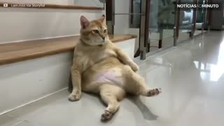 Preguiça! Gato encontra relaxa em posição cômica para ser fotografado