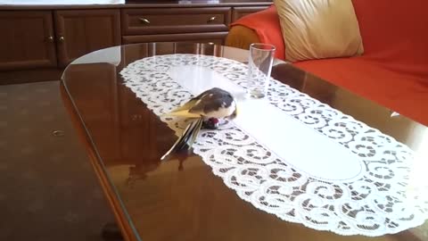 Wonderful singing of cockatiel