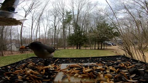 Tufted Titmouse