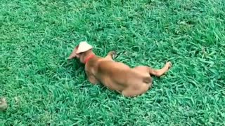 Puppy goes Crazy In Yard!