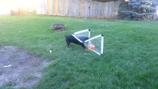 Dog Tries To Grab Soccer Ball From The Wrong Side Of The Goal