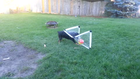 Dog Tries To Grab Soccer Ball From The Wrong Side Of The Goal