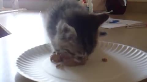 Hungry Kitten Wants Food