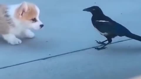 cute dog playing bird